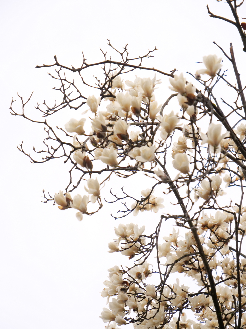 モクレン　その3