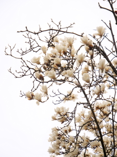 モクレン　その3