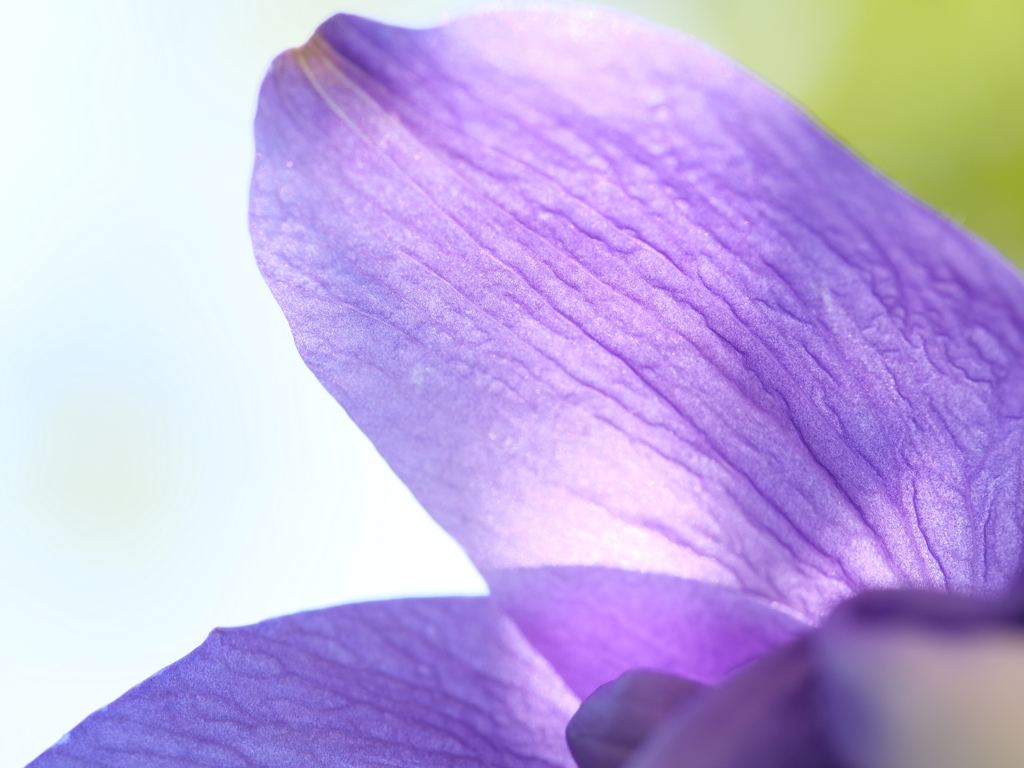 オダマキ　その6