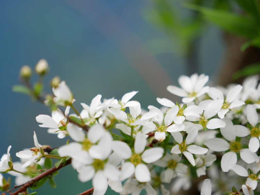 ユキヤナギ　その2