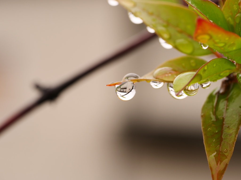 草花と水　その9
