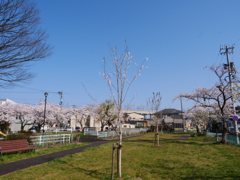 桜　その43