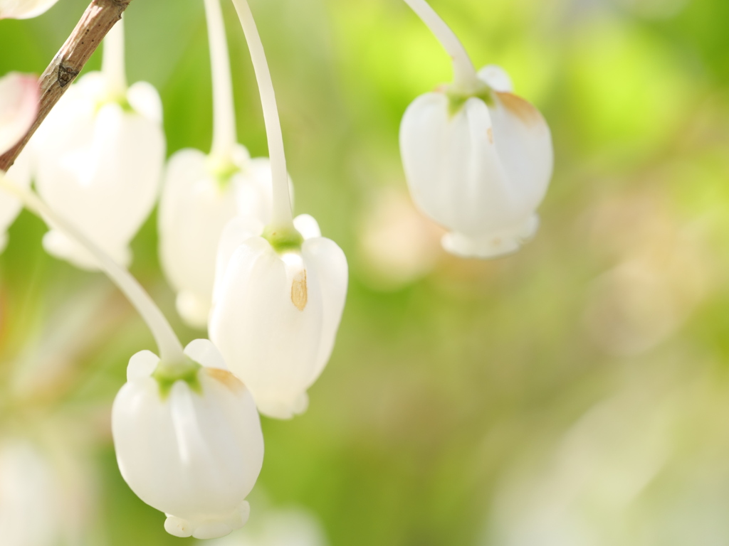 ドウダンツツジ　その1