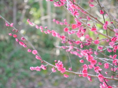 梅・兼六園　その1