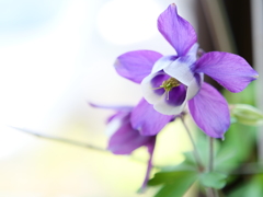 オダマキ　その11