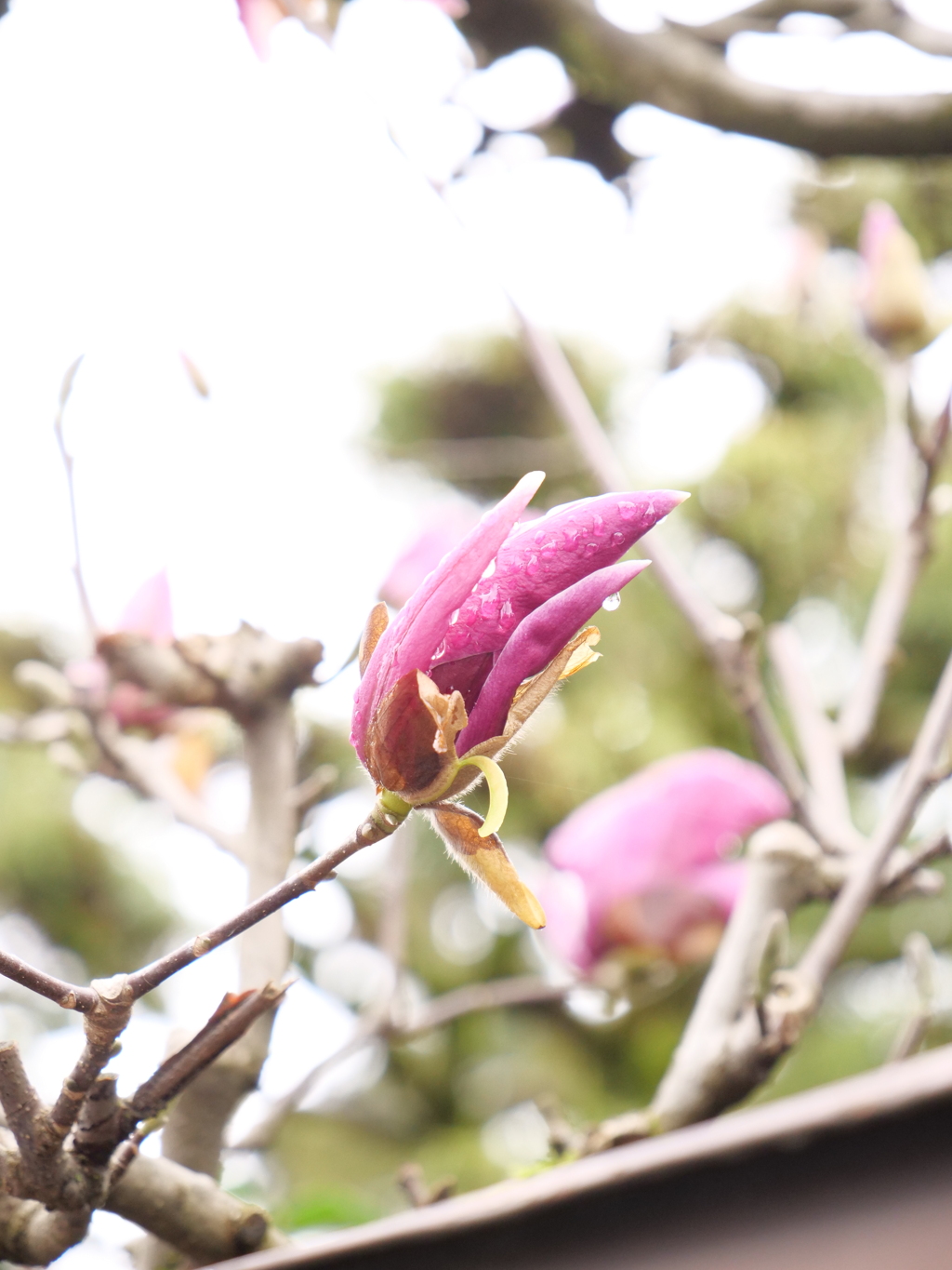 モクレン　その1