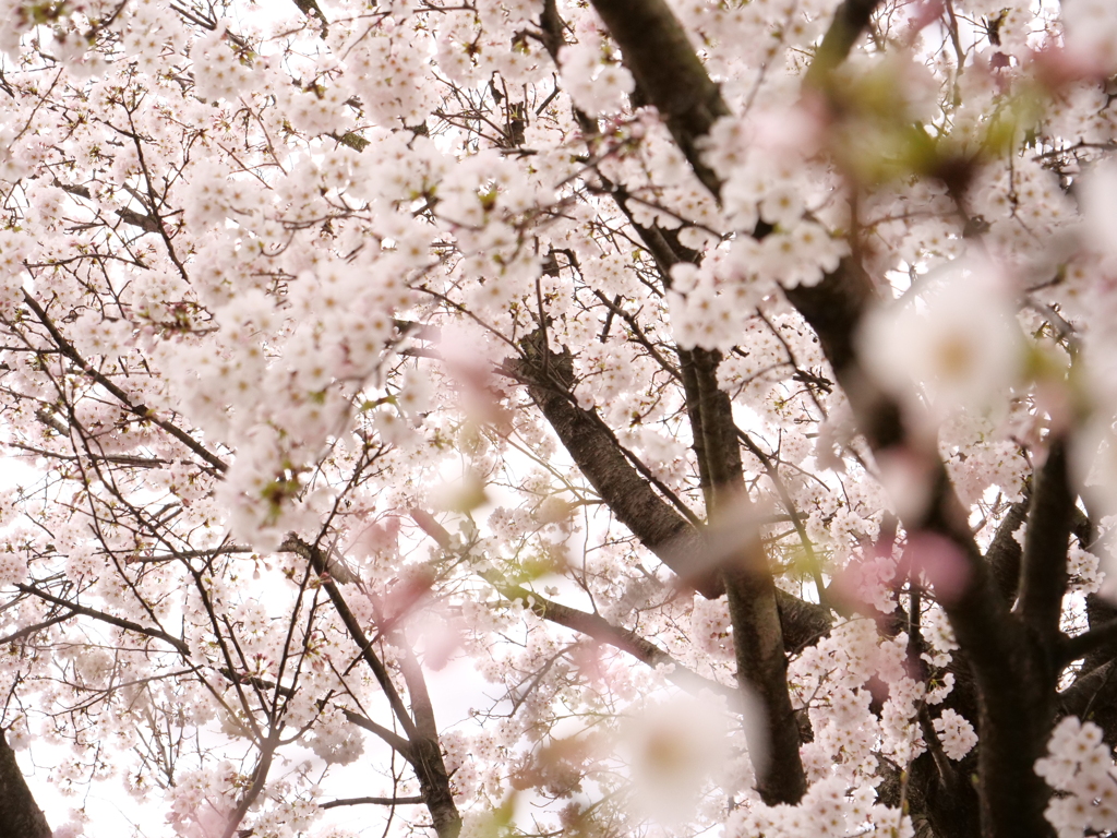 桜　その18