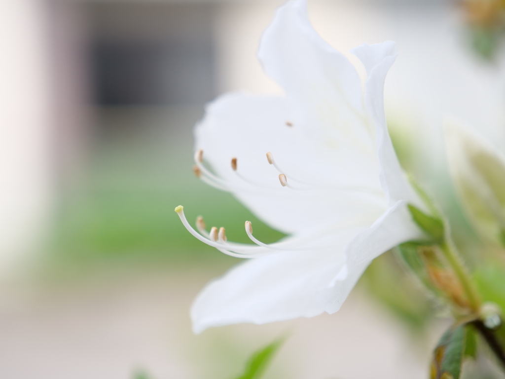 ツツジ　その19