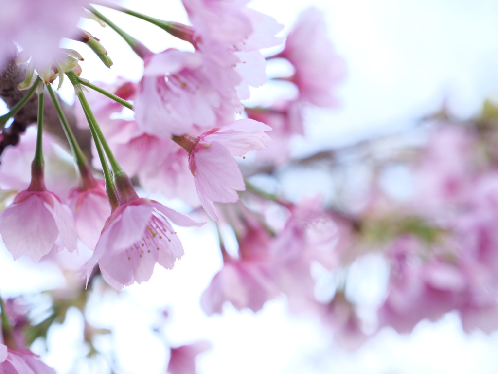 桜　その7