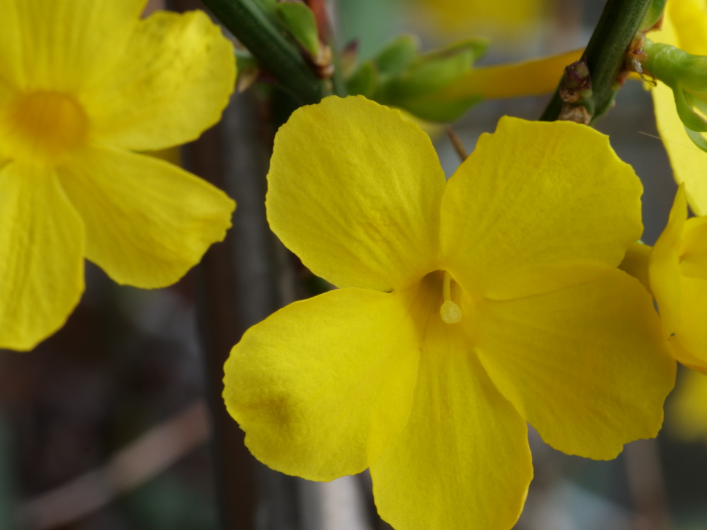 オウバイ　その1