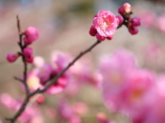 梅・兼六園　その13