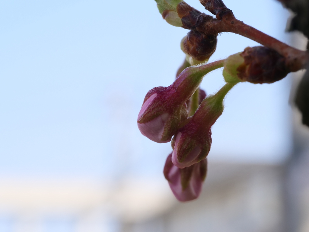 桜　その32