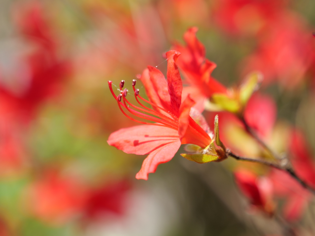 ノトキリシマ　その15