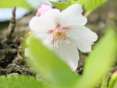 桜　その44