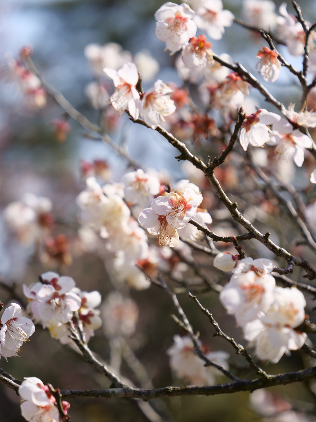 梅・兼六園　その15