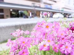 サクラソウ　その3