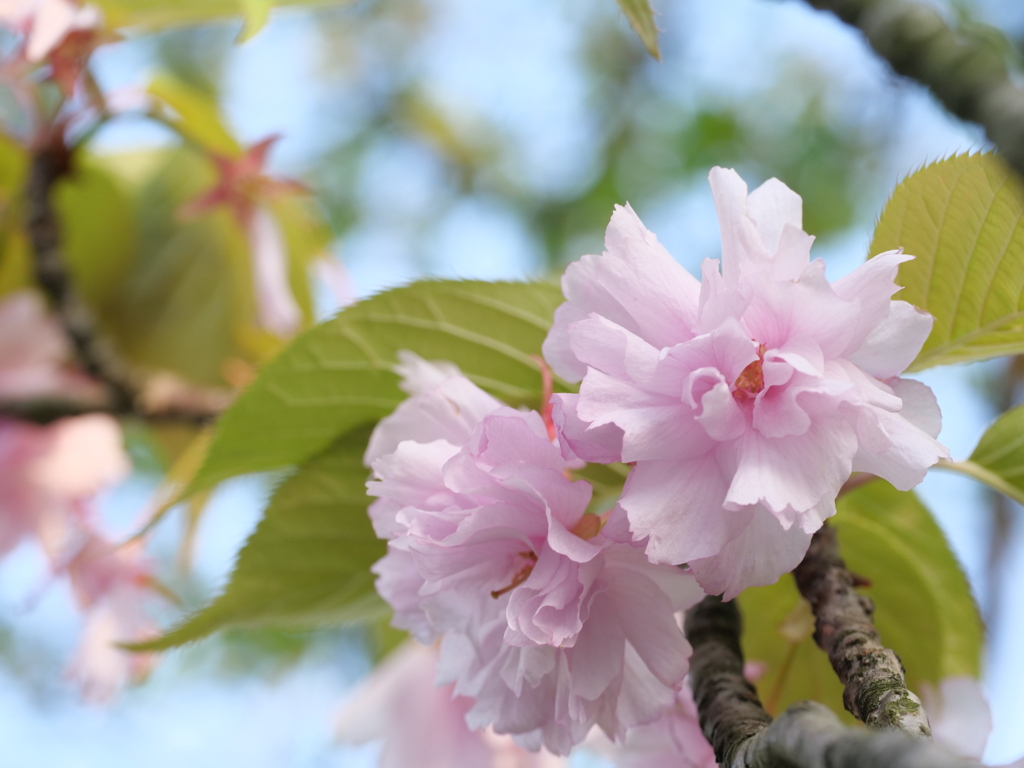 八重桜　その3