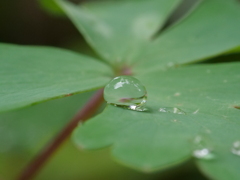 草花と水　その7