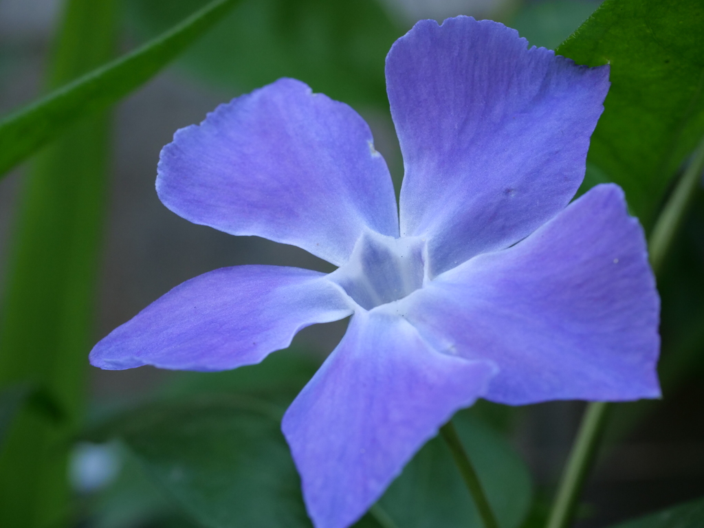 ツルニチニチソウ　その3