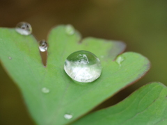 草花と水　その1