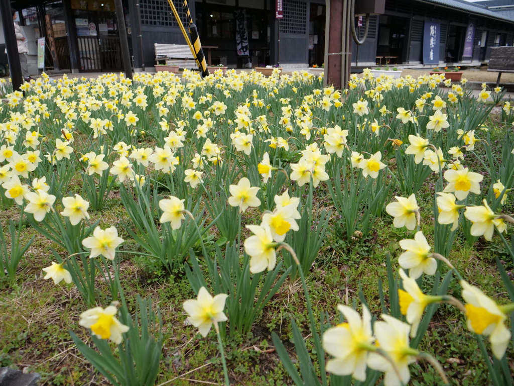 スイセン　その5