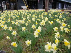 スイセン　その5