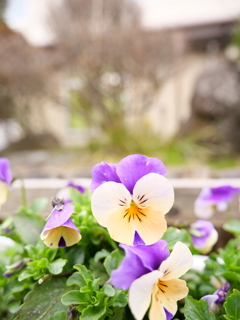 パンジー　その3