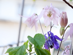 オダマキ　その12