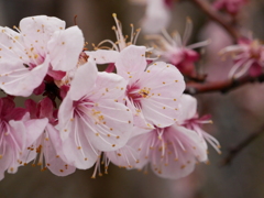 桜　その6
