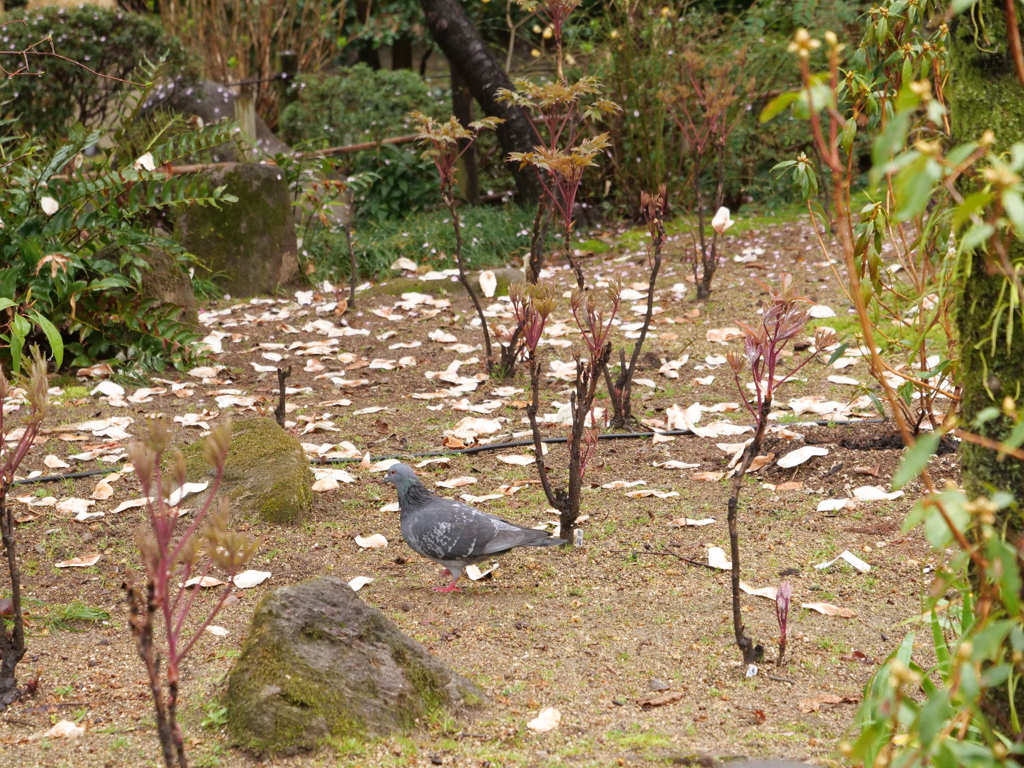広島　その19