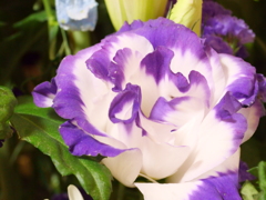 トルコキキョウ　その1