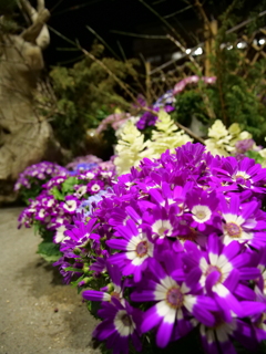 シネラリア　その1