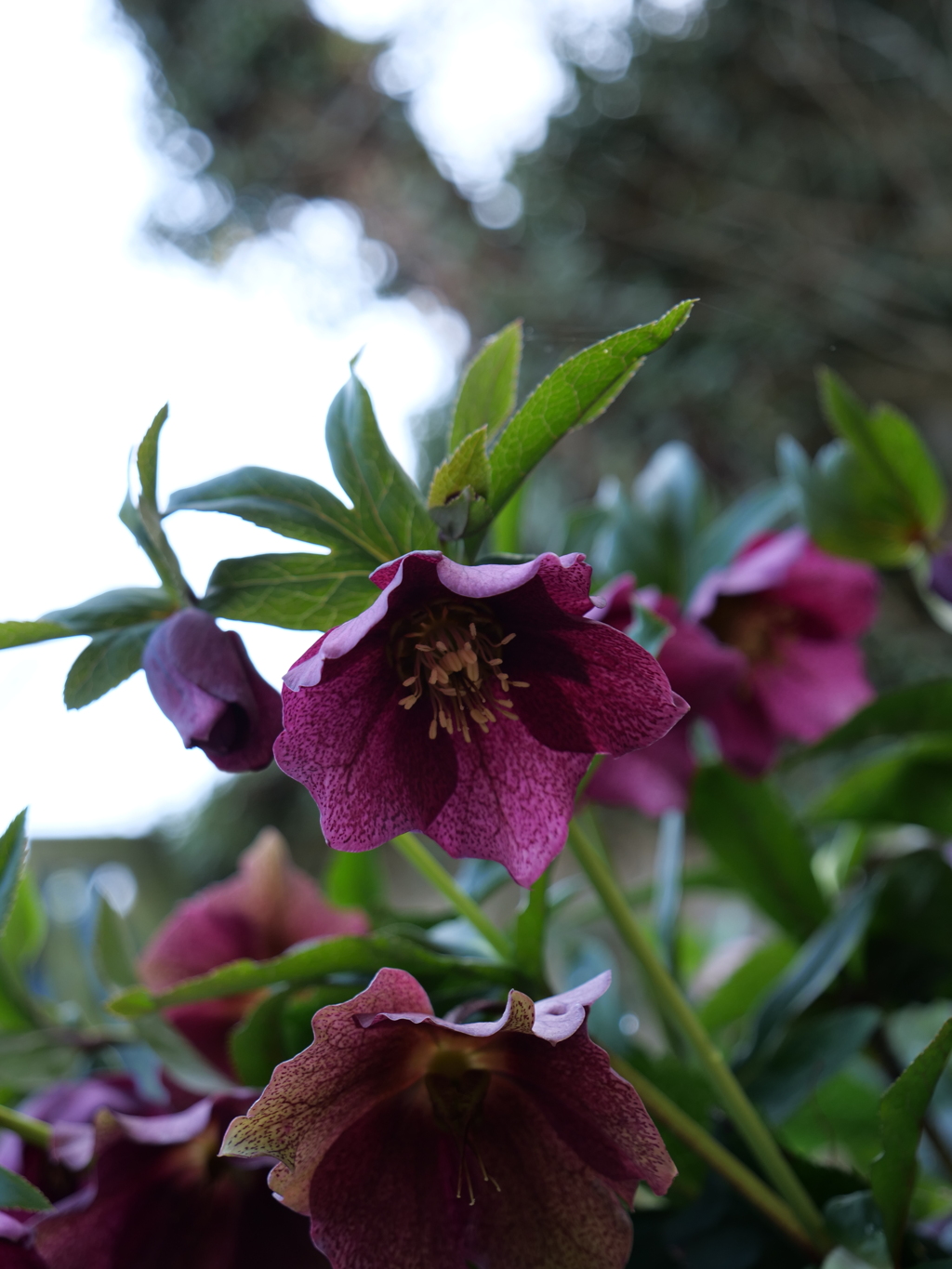 レンテンローズ　その1