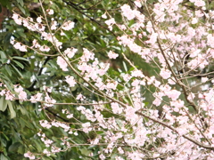 桜　その14