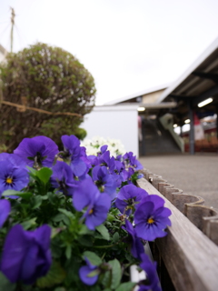 パンジー　その1