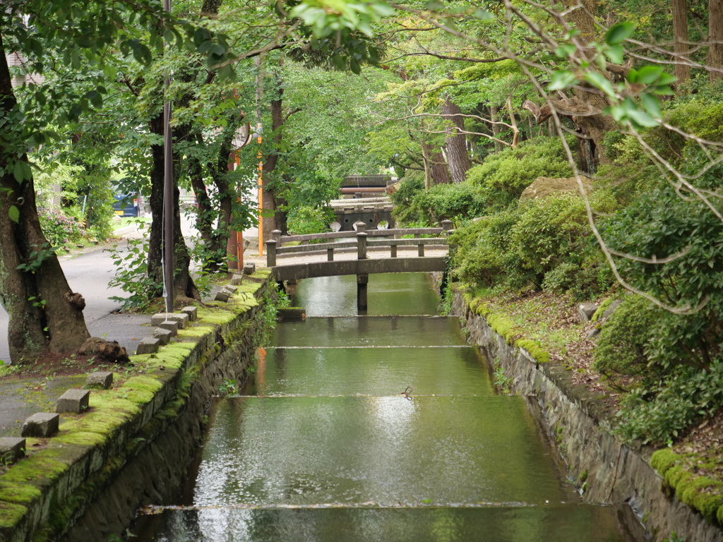 新潟・弥彦　その35