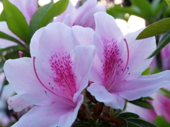 ツツジ　その10