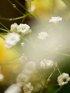 カスミソウ　その2