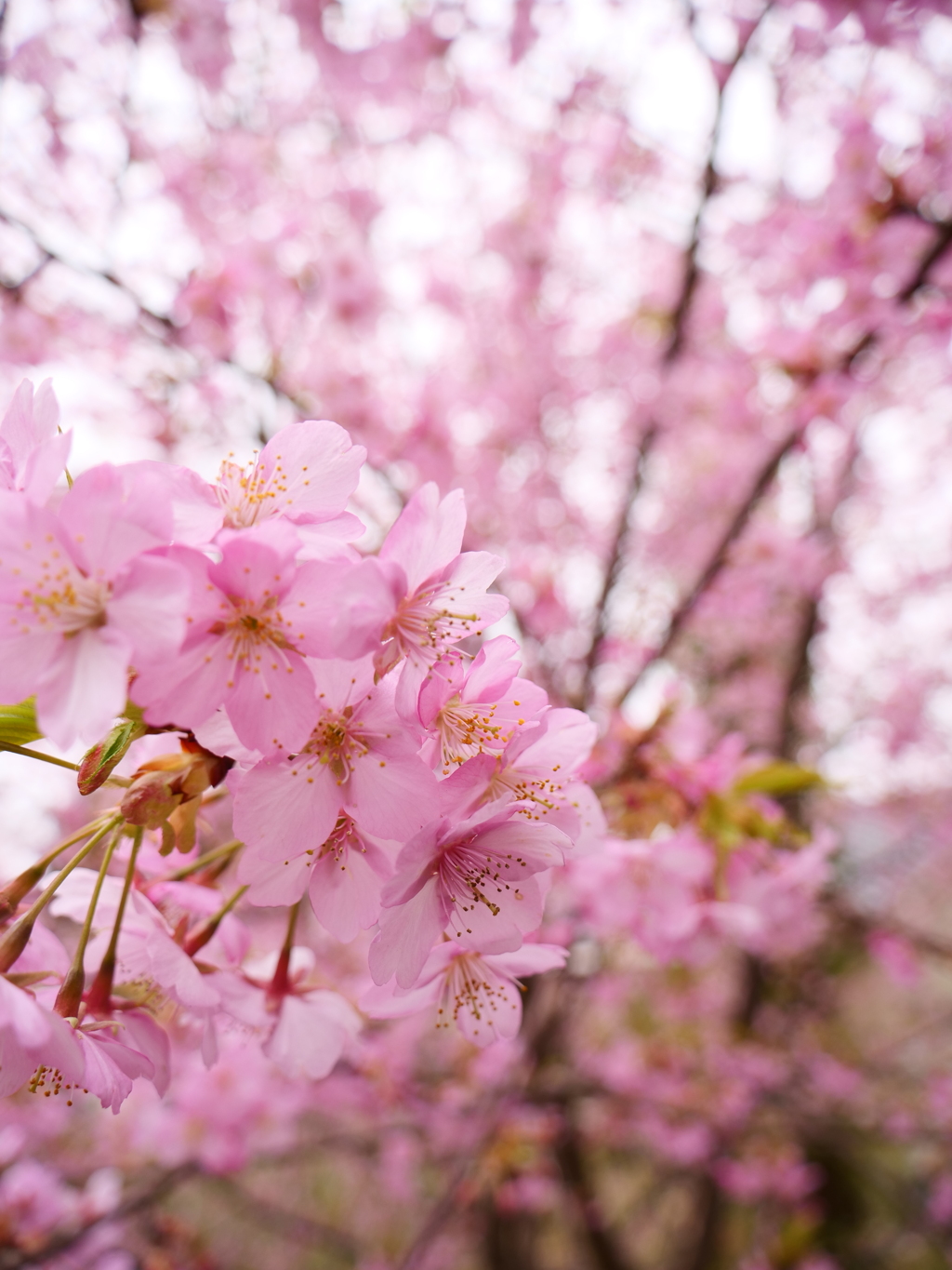 河津桜　その8