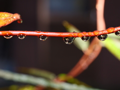 草花と水　その14