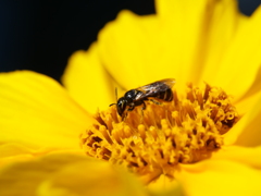 ハナバチ　その2