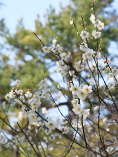 梅・兼六園　その6