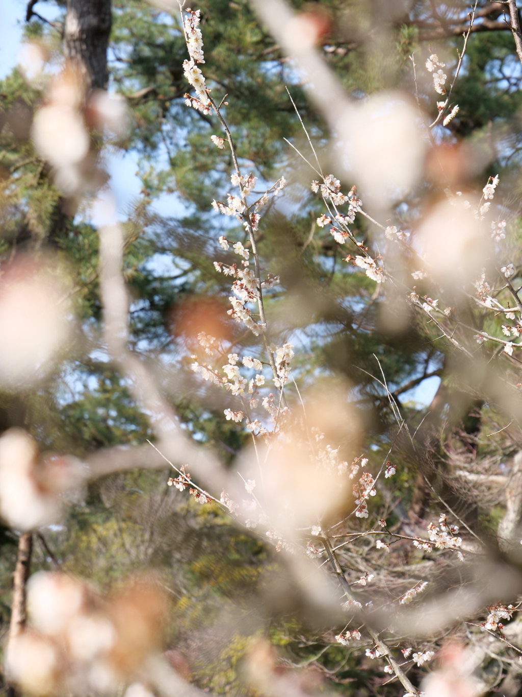 梅・兼六園　その5