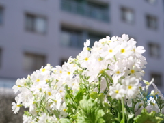 サクラソウ　その2