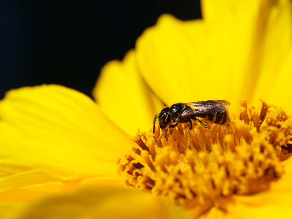 ハナバチ　その3