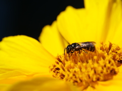 ハナバチ　その3