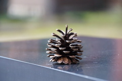 まつぼっくりぽつり