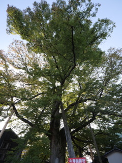 金沢・野町_にし茶屋街　その13