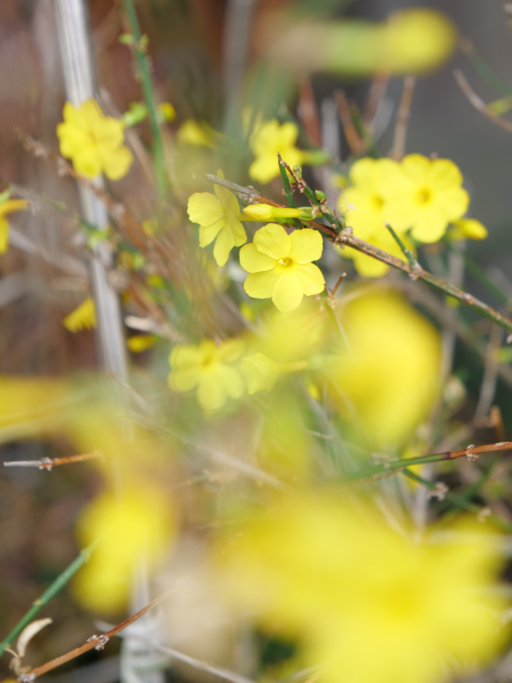 オウバイ　その2