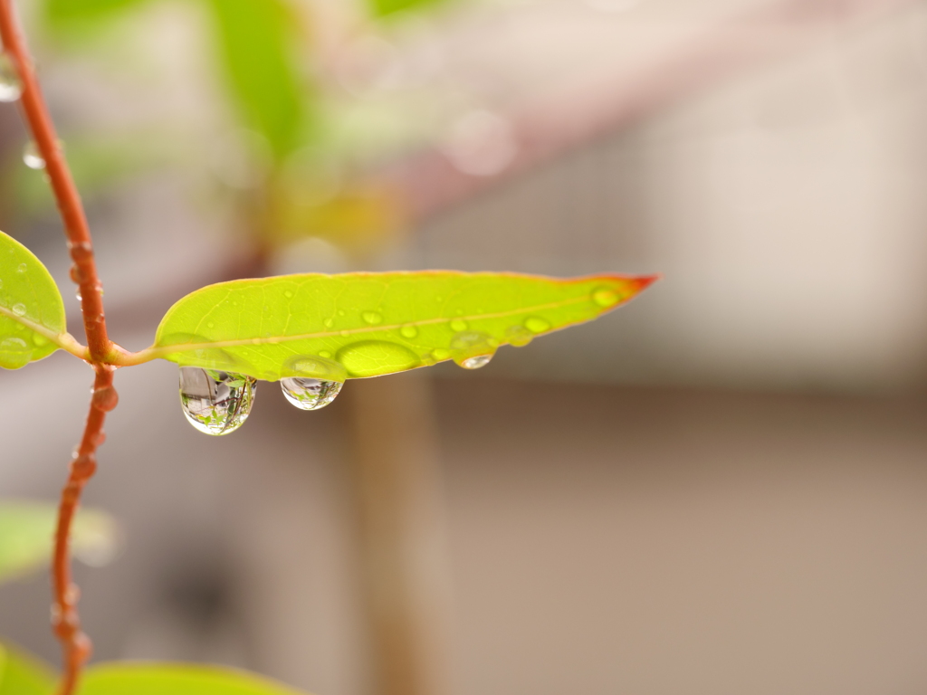 草花と水　その10